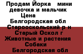 Продам Йорка ( мини) девочка и мальчик › Цена ­ 10 000 - Белгородская обл., Старооскольский р-н, Старый Оскол г. Животные и растения » Собаки   . Белгородская обл.